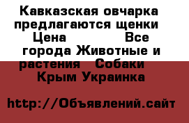 Кавказская овчарка -предлагаются щенки › Цена ­ 20 000 - Все города Животные и растения » Собаки   . Крым,Украинка